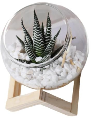 ＡＷＨＡＯ Vaso da Fiori in Vetro Contenitore per Piante Trasparente Mini Vaso per Piante Unico Vaso per Piante Creativo per Ufficio Giardino Cortile, 12 cm