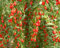 100~300 Goji Beere Bocksdornfrucht-Samen (Lycium Barb 10 Samenkapseln) CombSH B18