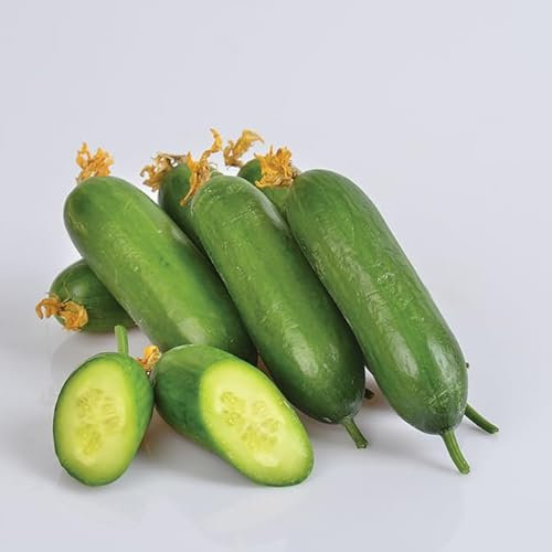 Mini Cucumber Plants - 'F1 Mini Munch' - 3 x 9cm Pot Vegetable Plants, by Gardeners Kitchen
