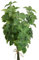 Floratexx Künstlicher Minze Bund mit 4 Trieben ca 30 cm. Minze, Minzen, Gewürz, Kräuter. GRÜN. Art.: 23296 07