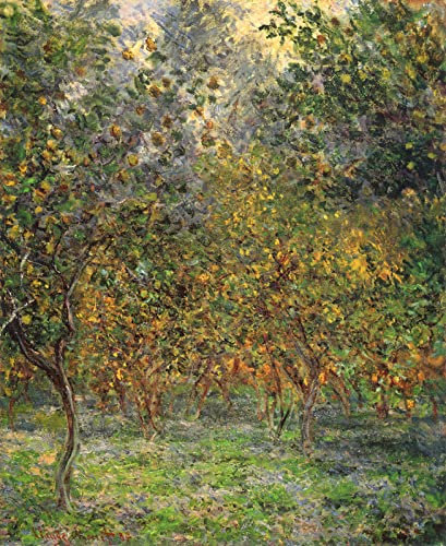 DTAUPREB Malen nach Zahlen Kits Claude Monet Unter den Zitronenbäumen DIY Ölgemälde Kinder Erwachsene Anfänger Leinwand Malerei Dekoration Geschenke