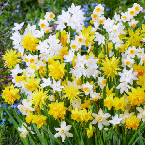 FLORIUM Collection de jonquilles d'oignons Spectrum (25 bulbes), mélange de cloches de Pâques parfumées de Hollande, résistantes à l'hiver et vivaces pour jardins et jardinières. (pas de graines)