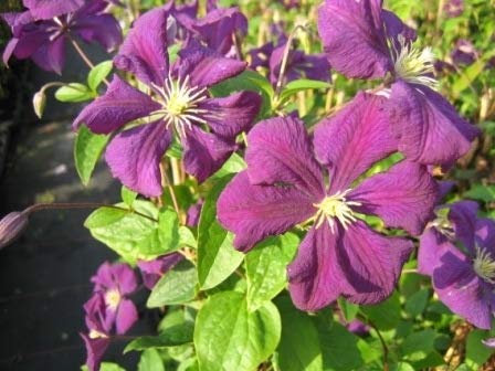 Clematis viticella Etoile Violett (60-100 cm) - Waldrebe/Klematis