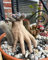 TAYASH Wednesday Addams Familien-Dekorationen, Sukkulenten-Übertöpfe, lustige Horror-Hand, Beton-Blumentöpfe, Outdoor-Pflanzgefäße, Halloween, Zuhause, Garten, Schreibtisch, Dekoration,