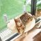 CATISM Hamaca Gato Ventana, 50x36.5cm Plegable Semicircular Cama Ventana para Gatos, Hamaca Gato con Ventosa Estables, Beige