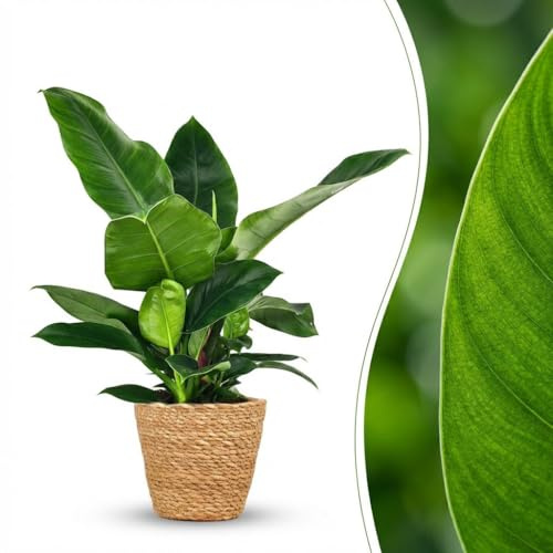 Green boutiQ - Zimmerpflanze - Philodendron - Philodendron Imperial Green - Grün - Pflegeleicht - 1 Pflanze - mit Korb - Topf 19cm - Höhe 65cm