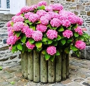 Hydrangea Macrophylla Pink 5lt Garden Ready Plant