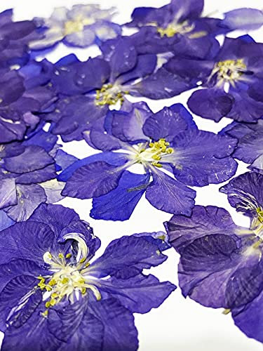 HANDI-KAFU 24 Stück lila Rittersporn echte natürliche getrocknete gepresste Blumen für Harz Kunsthandwerk DIY