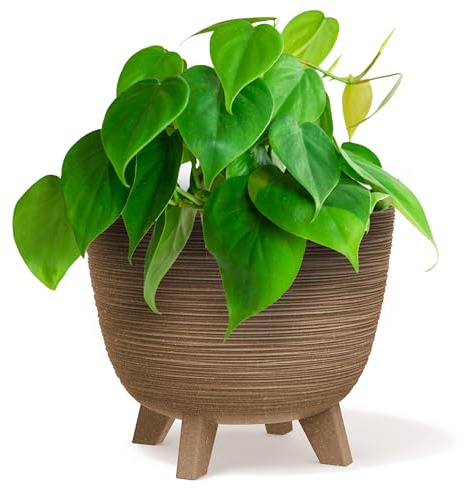 B2C Bowl Planter Plant Pot with Legs Oval Flower Modern Decorative FURU Indoor 4 Colours Modern Elegant Plqastic Matt Finish Textured Home Office Balcony Lightweight (Wood, 23.6cm)