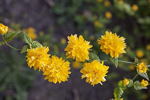 Kerria japonica 'Pleniflora' 60-100 cm - Ranunkelstrauch, goldgelbe gefüllte Blüten, Blütezeit April-Mai, ideal für Hecken, pflegeleicht und winterhart