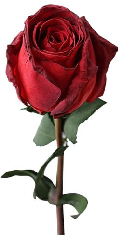 Tainrunse Fiore di rosa finto a ramo singolo fiore artificiale rosa fiore pianta finta regalo creare atmosfera petali più spessi bella lunga durata di vita rosso