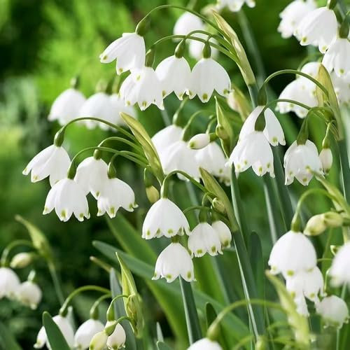 3 pcs märzenbecher zwiebeln kaufen - Leucojum vernum - blumenzwiebeln frühblüher garden märzenbecher pflanze Knollen pflanztöpfe, garten geschenke für frauen frühlingsblumen, bodendecker