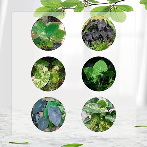 100 Pcs Elefantenohr Pflanze - Leucocasia Gigantea - Geschenke Für Gärtner, Gartendeko Für Draußen Colocasia Gigantea Samen, Gartenpflanzen Winterhart, Wohnzimmer Pflanzen Deko Wohnzimmer