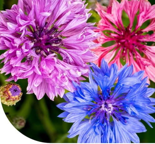 Graines de bleuet ‘Ball Mix’ - Centaurea cyanus - 5.500 graines - Fleurs bleues, roses, violettes et blanches - Très faciles à semer et à entretenir