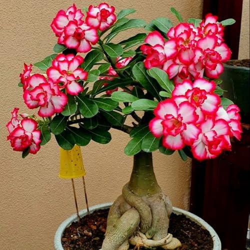 Rosa Del Deserto, Pianta Viva - Fiori Vivaci - Perenne Resistente - Pianta D'Appartamento Di Base - Adatta Per Giardini Domestici E Decorazioni D'Interni-2 bulbi-E