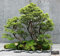 Portal Cool e Ulme * Glorious Chinese Elm * Bonsai-Baum * Rare * 10 Samen