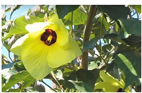 Stk - 10x Hibiscus tiliaceus Strauch Eibisch Garten Pflanzen - Samen B2116 - Seeds & Plants Shop by Ipsa