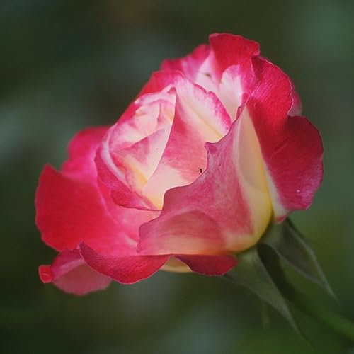 100 pcs rosensamen zum pflanzen - frühlingsblumen winterharte pflanzen für garten rosen pflanzen,Rosa rugosa, zimmerpflanze wiesenblumen wildblumensamen gartensamen saat blumensaat
