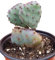 pianta vera di Opuntia Santa Rita viola, ficodindia viola, cactacee, pianta grassa resistente