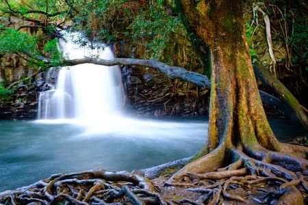 Poster-Bild 110 x 70 cm: Querformat von Wasserfall und altem Baum in der Nähe der Straße nach Hana, Maui, Hawaii, USA(63926080)