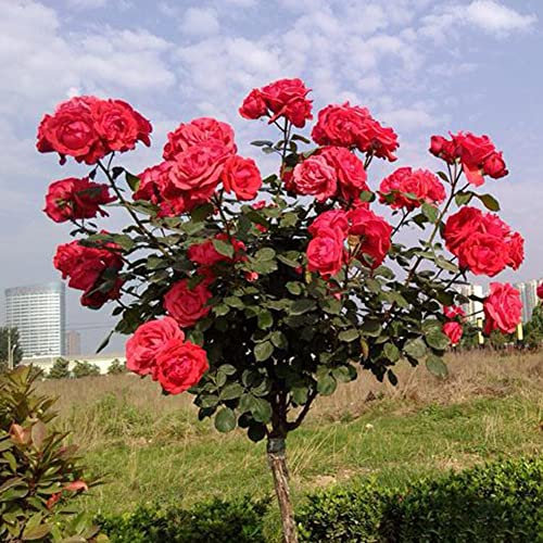 Haloppe 200 Stück Rose Blumen Pflanzen Samen für Hausgarten Pflanzen, Rosenbaum Samen Topf Bonsai Blume Pflanze Garten Hinterhof Balkon Dekor Rosensamen