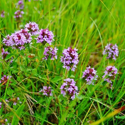 150 pcs thymian kräuter samen - gartenpflanzen winterharte stauden, frühlingsblumen kräutersamen indoor kräutergarten exotische zimmerpflanzen, kräuter samen, balkonblumen sandthymian