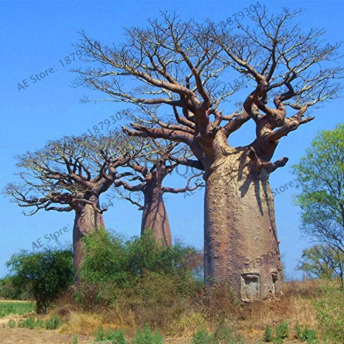 Generische frische Packung mit 10 Baobab-Baumsamen zum Pflanzen von Grau 4