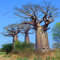 Generische frische Packung mit 10 Baobab-Baumsamen zum Pflanzen von Grau 4