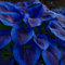 Winterharte Stauden, winterharte Funkien, Funkien, Knollen, Funkien, Zwiebeln, Stauden, dekorative Zierblumen, lebende Pflanzen, seltene Pflanzen, natürliche Rhizome-10 zwiebeln-D