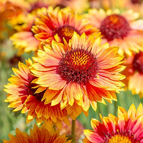 gemeinsamen blanketflower Samen - Kokardenblumen Berberitze