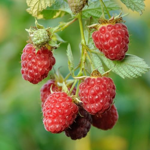 100 pcs himbeeren frisch samen - ausgefallene geschenke,Rubus Idaeus,himbeersamen Himbeere baumsamen exotische früchte säulenobst obst frisch topfpflanzen draußen winterhart bäume