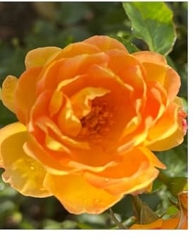 Bella - Fragrant Amber Yellow Blooms - 4L Potted Rose