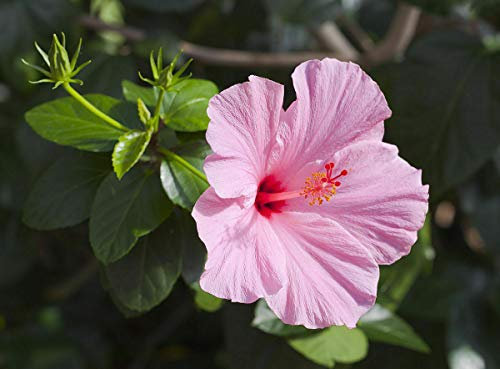Hibiskus von ChinaHibiscus rosa-sinensis Ibiscus Topfpflanze ø19 cm