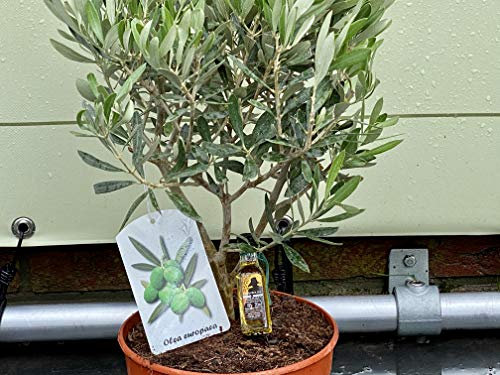 Tropictrees - Olivenbaum - Bush auf stamm - 40 cm - Olea Europea A+
