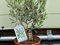 Tropictrees - Olivenbaum - Bush auf stamm - 40 cm - Olea Europea A+