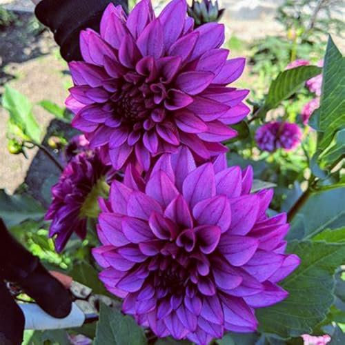 Bulbes de dahlia brillants en vrac, vivaces, plantation professionnelle pour de superbes présentations de jardin - 10 bulbes-F