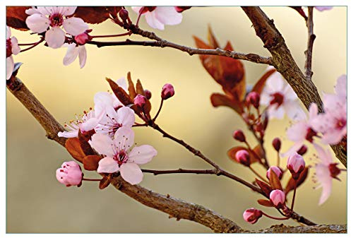 Wallario Küchenrückwand selbstklebend 90 x 60 cm, Motiv: Frühlingsgefühle I - Kirschblüten in Nahaufnahme | Spritzschutz abwischbar & pflegeleicht