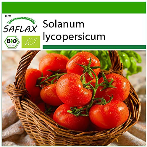 SAFLAX - BIO - Tomate - Berner Rose - 10 Samen - Mit keimfreiem Anzuchtsubstrat - Solanum lycopersicum
