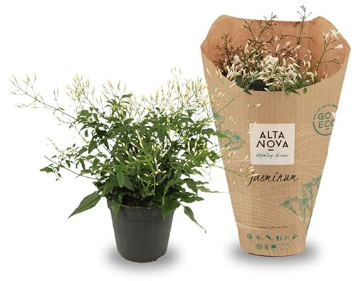 Jazmín Planta Natural | DECOALIVE | Jasminum | Flores Blancas de Exterior