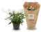 Jazmín Planta Natural | DECOALIVE | Jasminum | Flores Blancas de Exterior