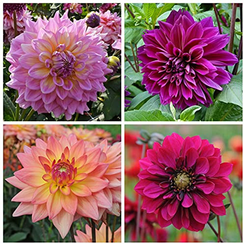 Dalia, Zinnia, Colori Misti, inviati a caso, Fiori enormi, bell'aspetto, adatti per Essere piantati in Giardini o vasi di Fiori