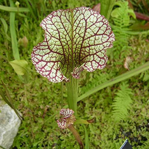 Sarracenia leucophylla VAR. Red Mix Rare Carnivorous Houseplant Seeds - 5 Seeds
