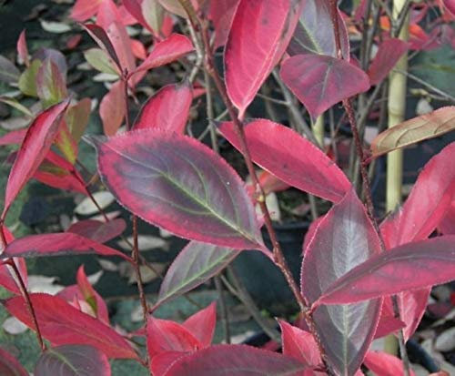 Aronia melanocarpa Hugin - Schwarze Apfelbeere Hugin
