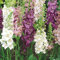 Verbascum mix 100 Samen - Königskerze, Staude