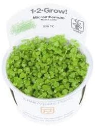 SevenSeaSupply Tropica Micranthemum 'Monte Carlos' Aquariumpflanze – in Vitro Gewebekultur 1-2 Grow!