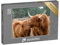 puzzleYOU: Puzzle 500 Teile „Schottisches Hochlandrind mit Kalb“ – aus der Puzzle-Kollektion Rinder