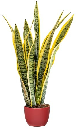 Bonplants Sansevieria Laurentii, Pianta Lingua di Suocera, Vaso 17 cm, h 70 cm (Vaso Rosso)