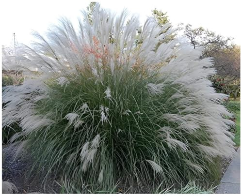 Stauden Gänge 3 x Miscanthus sinensis 'Yaku Jima' Chinaschilf winterhart | Mittelhohes Ziergras für Sonne, Blüte August bis Oktober, mehrjährig, 1 L Topf (11x11 cm)
