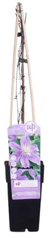 Waldrebe - Clematis Justa - Ø15cm - 65cm