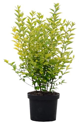 Ligustro dorato, Ligustrum ovalifolium 'Aureum', sempreverde, giallo dorato, siepe, facile da pulire, decorazione del giardino